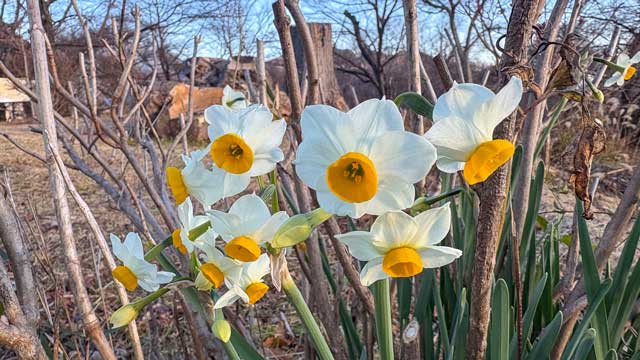 弘法山公園・権現山