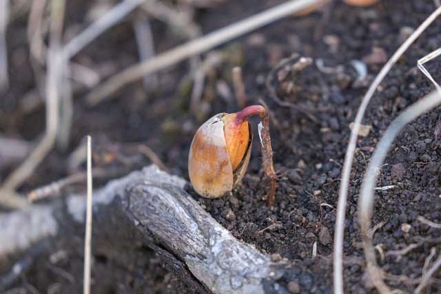 弘法山公園・権現山