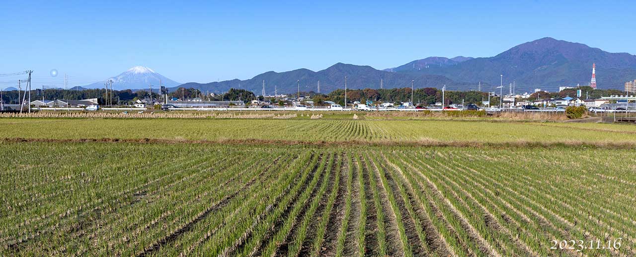 伊勢原の田圃