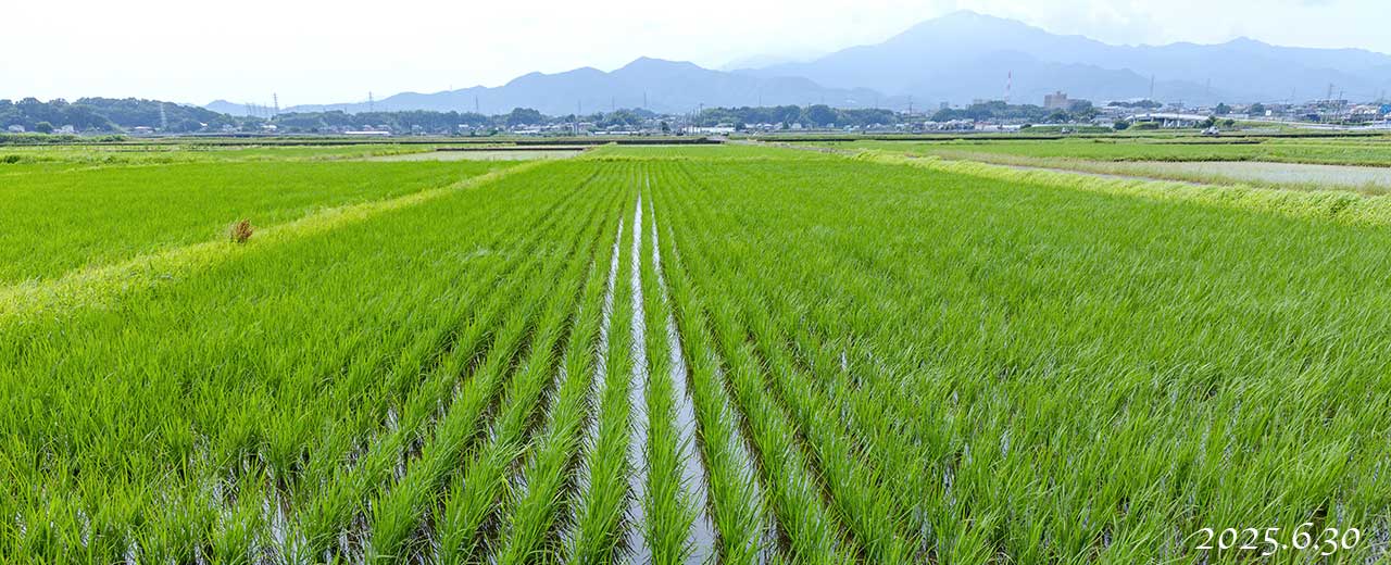 熊沢米店