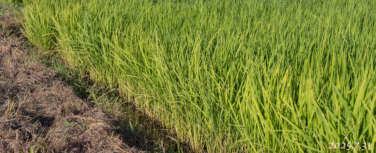 熊沢米店